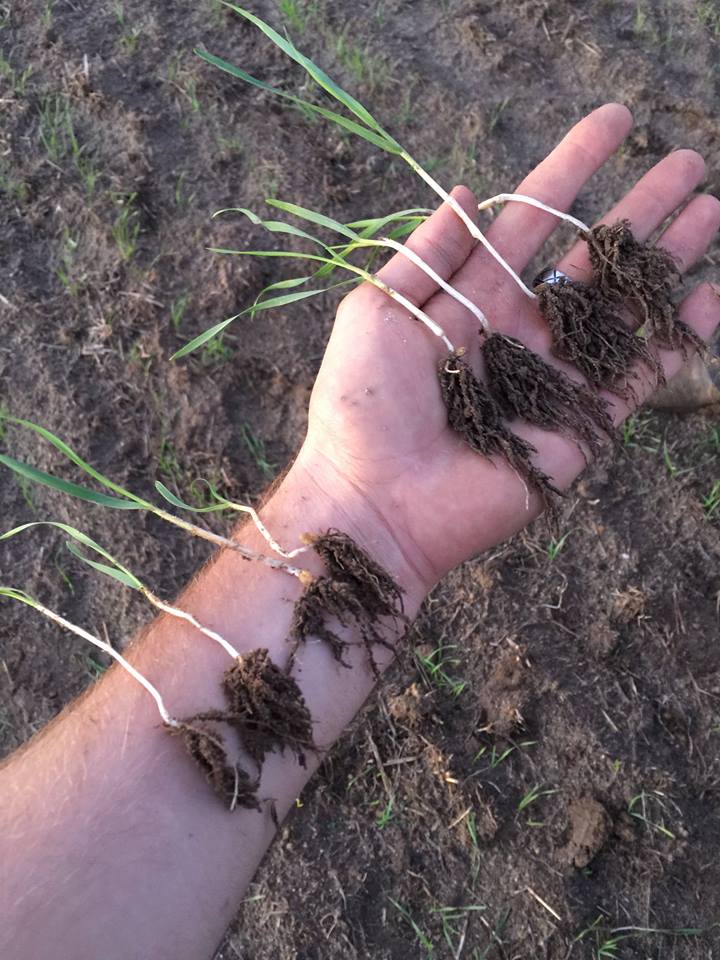 BetterSoils's tweet image. PRO N on right.  Plants noticeably more advanced top to bottom. Dumbleyung.  WA.