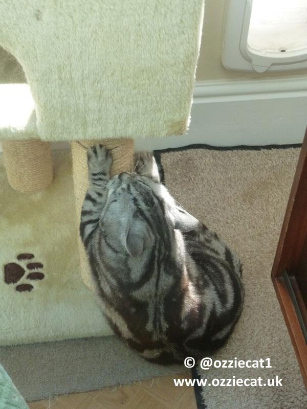 ozziecat1 tweet picture