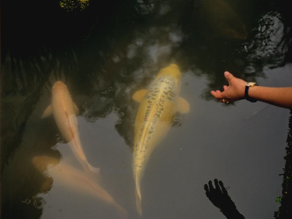 TravelTeaching's tweet photo. The Yamabuki Koi fish represents wealth and success! 
#Travel #Traveling #Koi #Asia #Traveltips #TeachingTravel http://t.co/jpaWFFDJmq