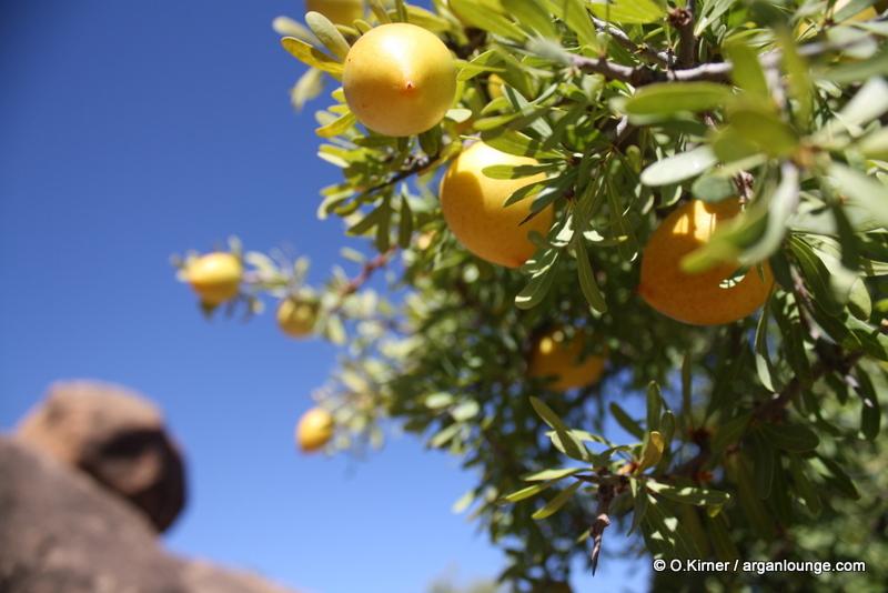 ArganLounge's tweet photo. #Arganoil, the most sought after #natural cosmetic worldwide. Straight from the desert to https://t.co/BW4EOOyuEK http://t.co/uxPxQPMR79