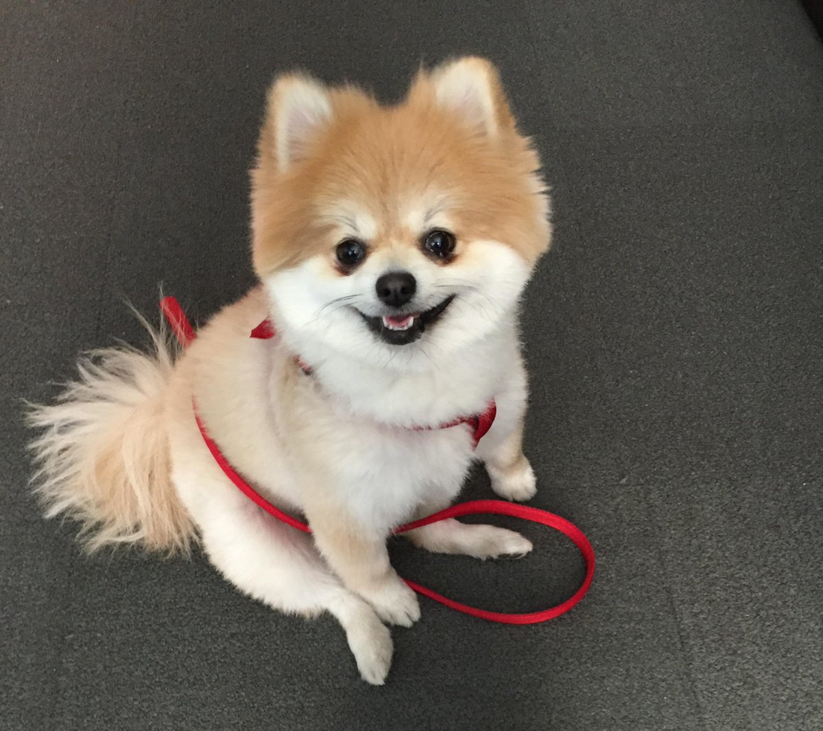 WASAStudio's tweet image. Say hello to our frequent visitor on Fridays at the office! #WASA #pomeranian