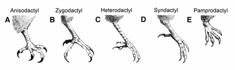 Altriciality and the Evolution of Toe Orientation in Birds ow.ly/Pk93w #ornithology