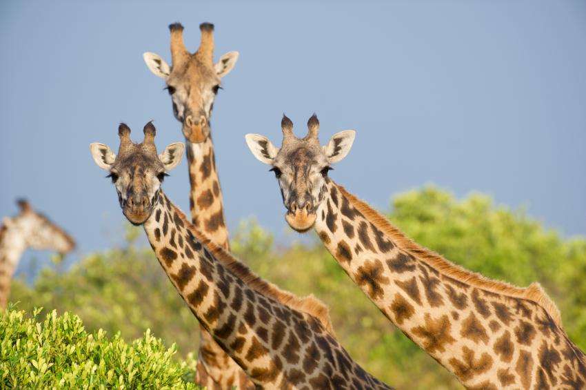 antonio_galdo's tweet photo. Addio giraffe. Stanno scomparendo e nessuno alza un dito http://t.co/afSqXEAlh5 http://t.co/b5gM1ixmvO
