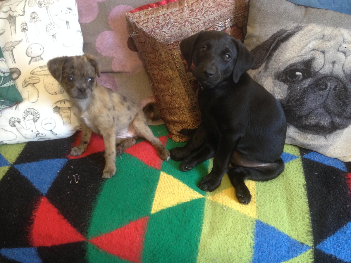 hidalgoequine's tweet image. Great meeting @Perma_Design @hidalgoequine website looks ace! Thank you #CoolDogs #dogsoftwitter #puppy #dogcollars