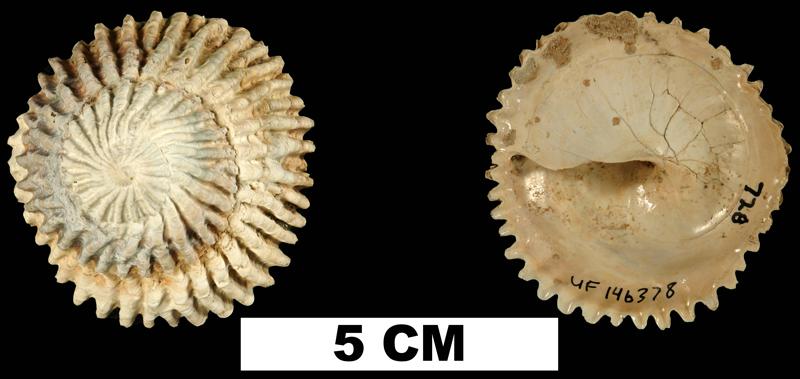 PaleoDigAtlas's tweet image. #FossilFriday The #Neogene #snail Trochita floridana from the Neogene Atlas of Ancient Life: neogeneatlas.org/species/trochi…