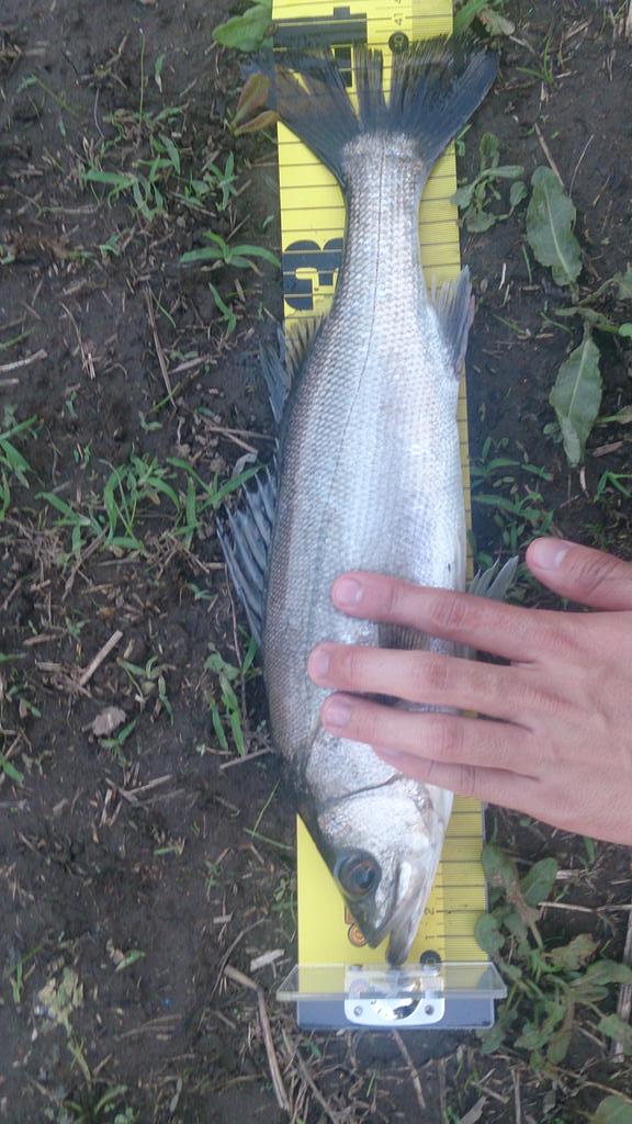 渓流魚が釣りたい Crakichi001 荒川だと秋ヶ瀬までのぼってきますよ 新河岸川だと自己ベスト更新です 渓流魚が釣りたい Crakichi001 荒川だと秋ヶ瀬までのぼってきますよ 新河岸川だと自己ベスト更新です