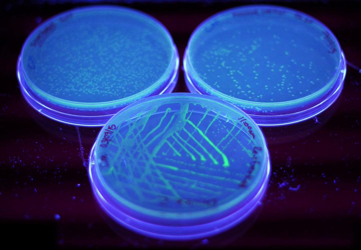 TCDiGem's tweet photo. measurement project going great #interlabstudy #igem2015 #hardworkpaysoff http://t.co/b0M2oShJVq