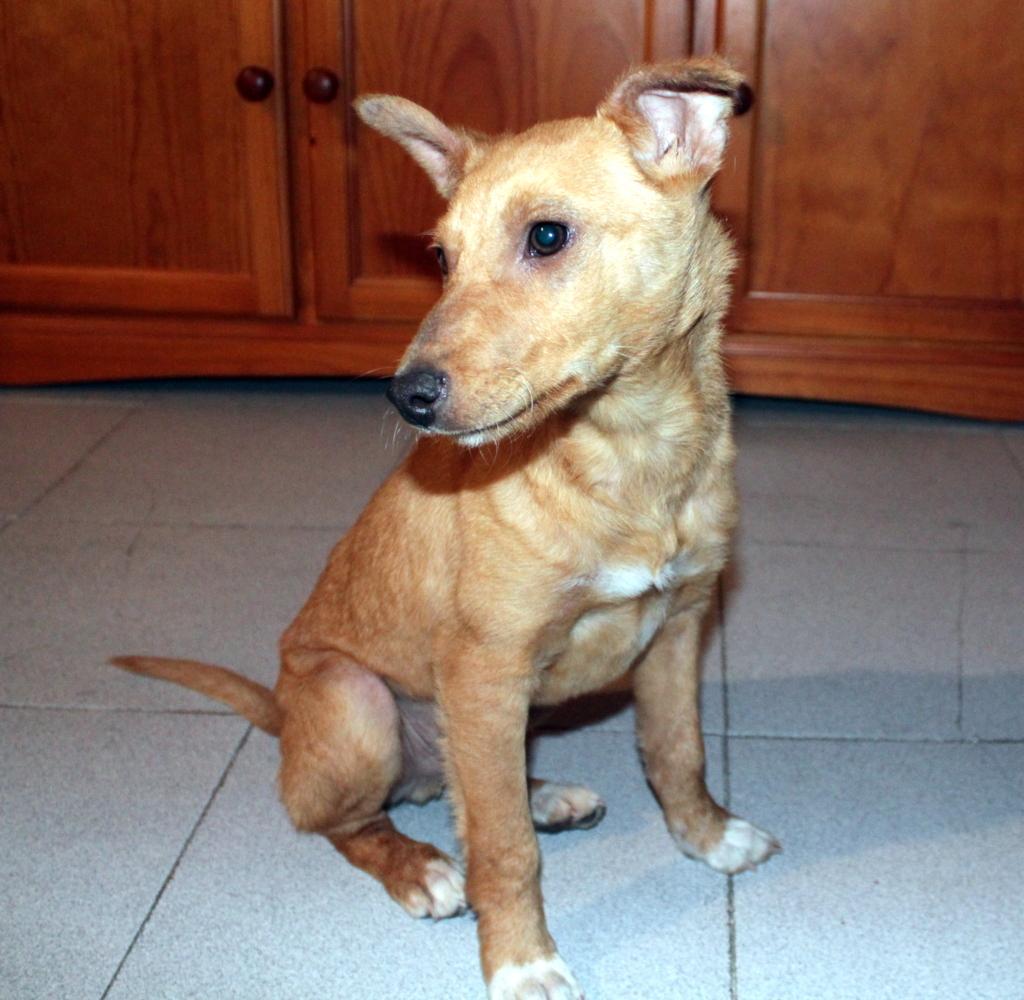 elhocicoorg's tweet photo. Vegas es un #cachorro de #podenco acostumbrado a vivir en un piso,  tiene 6 meses y busca #acogida en #Salamanca. http://t.co/OHRGNPiey3