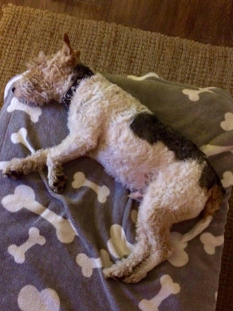 RT <a href="/TerrierSOS/">Terrier SOS</a>: Oscar #wirefoxterrier needs a terrier savvy household - please RT