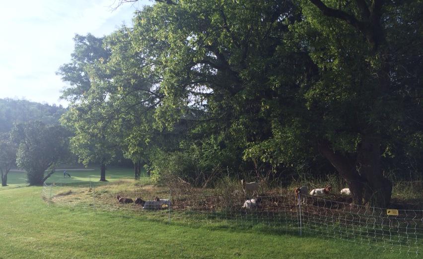 CorbinToddMGC's tweet photo. Good morning goats @RadrickFarms @DanMausolf http://t.co/2yR2x9n6RS