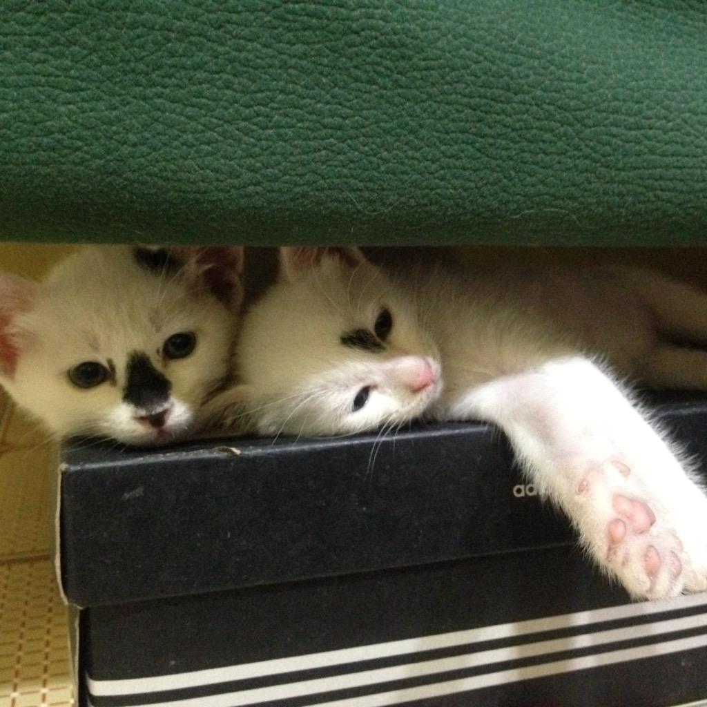 yodachien's tweet photo. Kitten on the box.. #KittenWeek  #sleepy   #cute http://t.co/LlergVIhD3