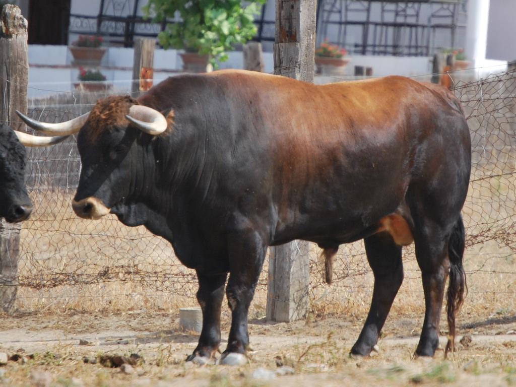 TAURIA_SL's tweet photo. SIGÜENZA: 15 De Agosto 2015. El torero  ADRIAN HENCHE  debutara con picadores. novillada de @MirandayMoreno http://t.co/Fyx8ZjGXUg