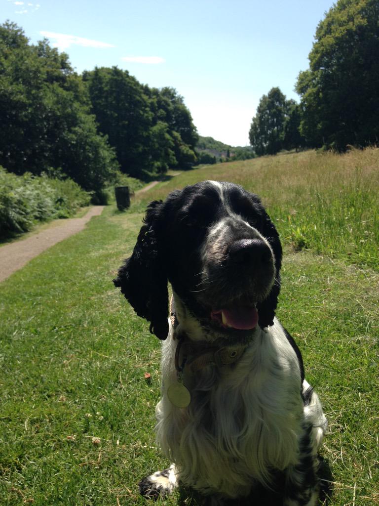 woofnewport's tweet image. #thatawkwardmoment where you turn up to the park and all your friends went home early 😕. #spanielproblems