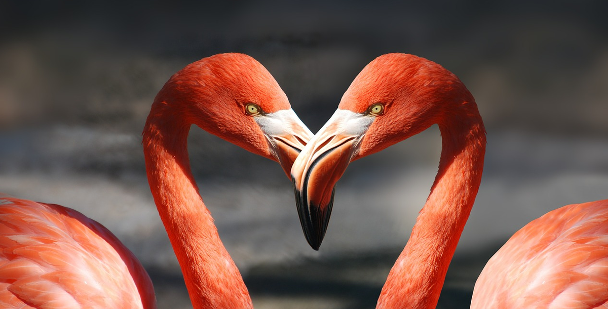 Ab in den #Nachtgang mit der <a href="/tageswoche/">ehem. TagesWoche</a>: morgen feiert die Flamingofarm!
bit.ly/1JTNN96