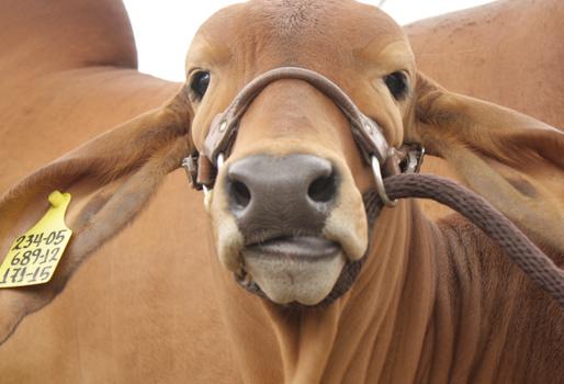 Enlace permanente de imagen incrustada