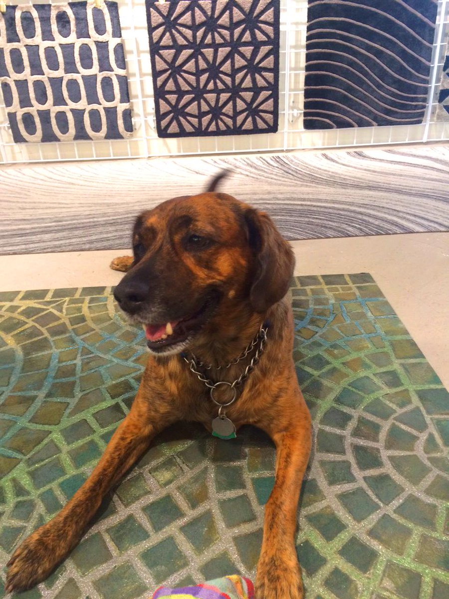 SitStayandClick's tweet image. Take a photo with your pet today and then turn it into a rug or pillow! sitstayandclick.com #PetPhotoDay