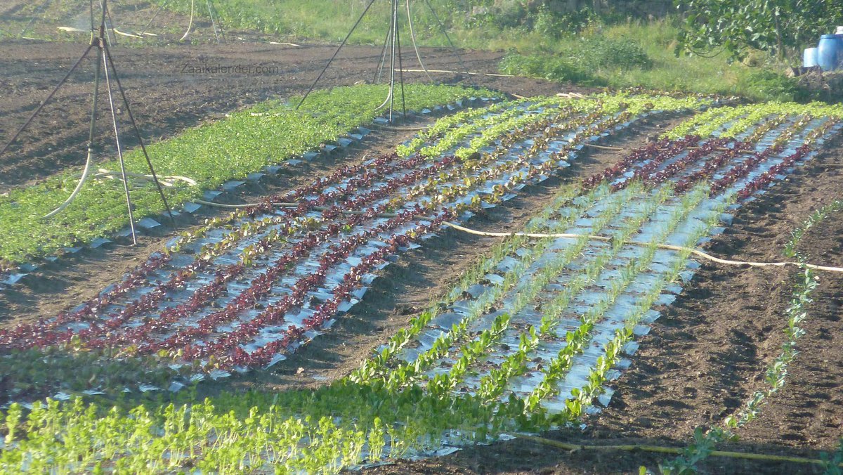 when2plant's tweet image. What to plant/sow in July: Endive, Basil, Beet, Lettuces, Kale, Broccoli, Zucchini, Chicory