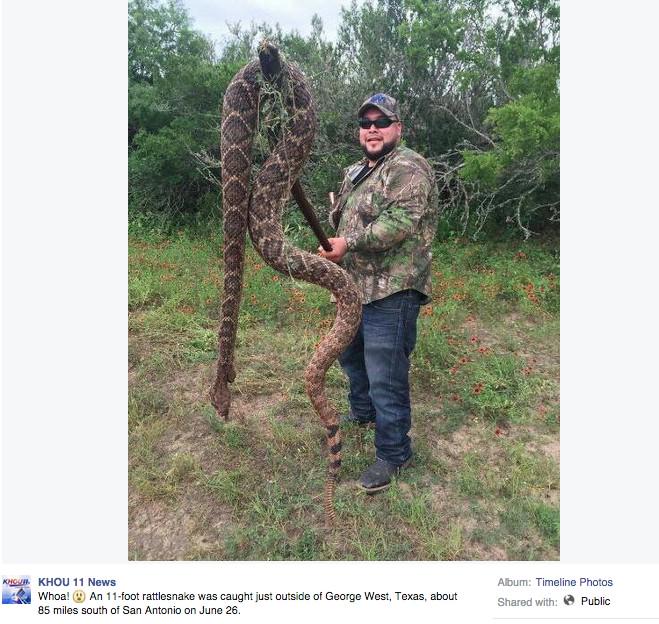 KHOU Falls For the Old "Huge Rattle Snake" Hoax   bit.ly/1JYV6tv