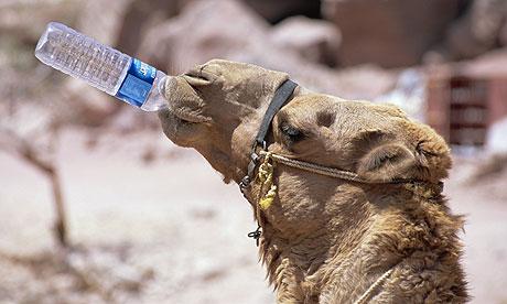weird_sci's tweet photo. Camel urine can be as thick as syrup, thanks to overdrive kidney filtering to conserve water. http://t.co/RfAyDrnAFs