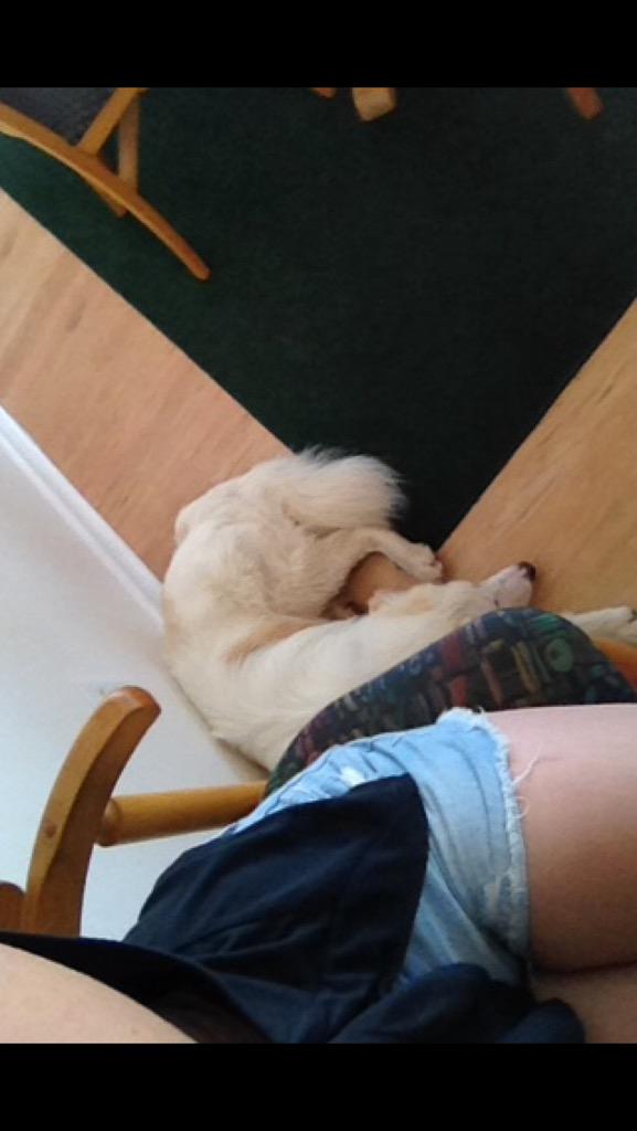 OthersLikeTank's tweet image. Tank followed Em EVERYWHERE cause he was in a new place. ruined his cage when left in fear of being abandoned again