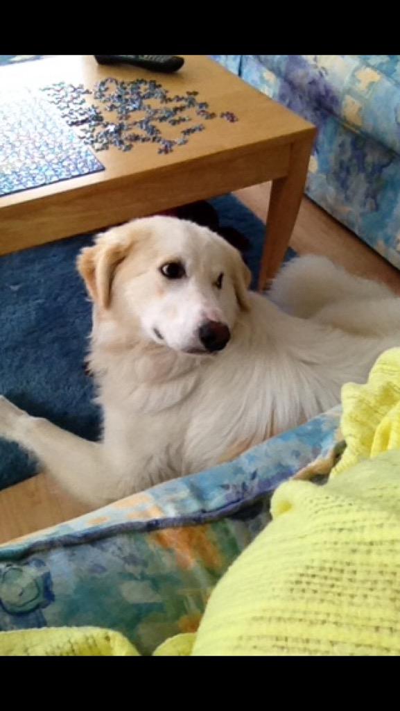 OthersLikeTank's tweet image. Tank followed Em EVERYWHERE cause he was in a new place. ruined his cage when left in fear of being abandoned again