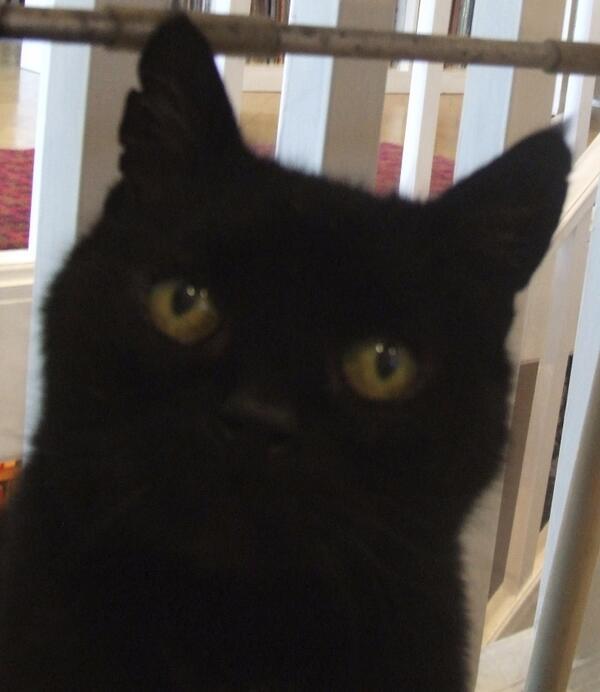 WHY MY CAT IS SAD tweet media