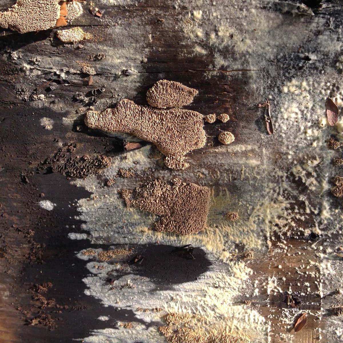 DuvalRoofing's tweet photo. Is something like this growing in your roof? http://t.co/3t6gY88kyP http://t.co/tAFeEMPdhT