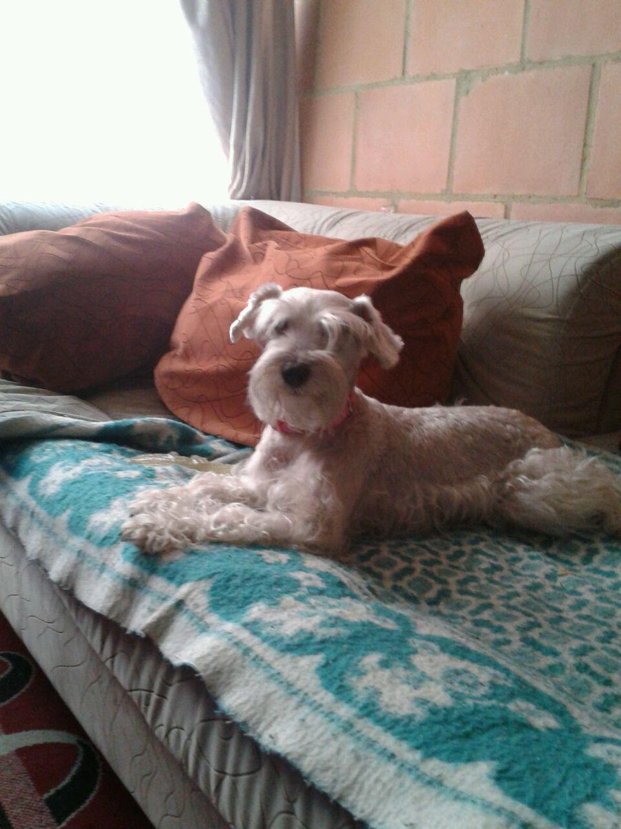 DIMAROZ's tweet photo. #TeQuermosVerMBD Ella es Lupe 1- porque se rasca tanto? 2-Como siente que la tratamos? http://t.co/7pGgDOS1JO