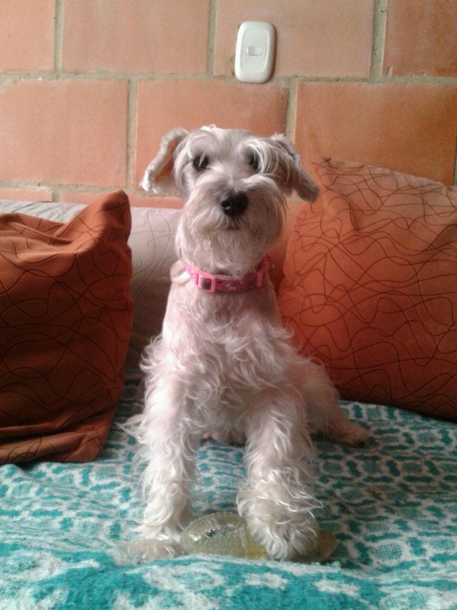 DIMAROZ's tweet photo. #TeQueremosVerMBD @MBD Ella es Lupe 1- porque se rasca tanto? 2-Como siente que la tratamos? http://t.co/7RwJ63SyYS
