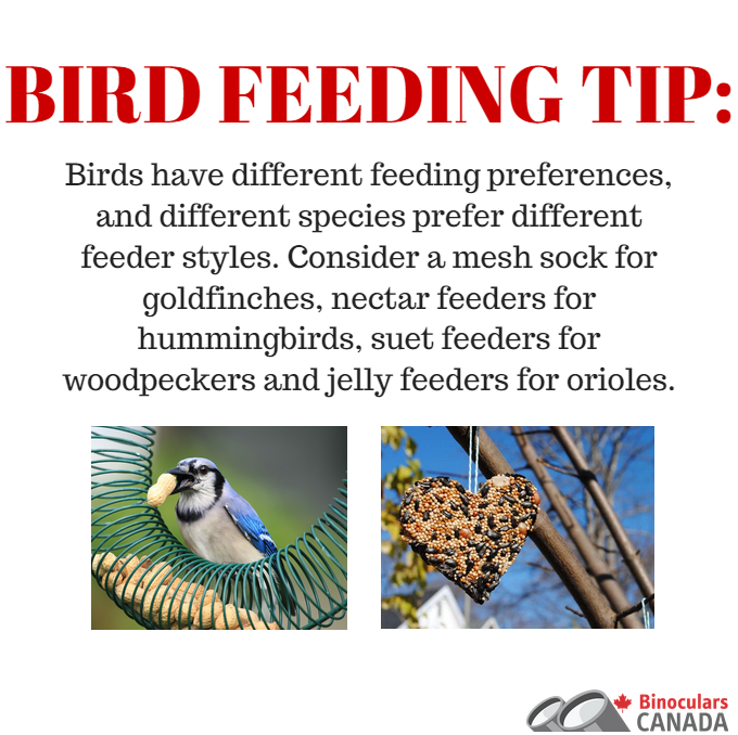 BinocularsCA's tweet photo. Mix it up! #BirdFeeding #Birding #Tip http://t.co/9r8SZZaHya