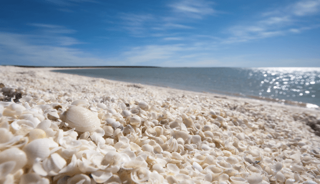 Nomibot's tweet image. An entire beach made of shells? #IWantToGoToThere nomibot.com/pBsp #shellbeach #summervacation