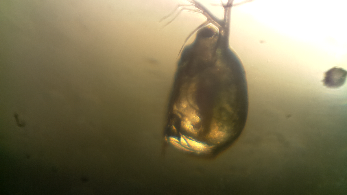 <a href="/Diymicroscope/">Diy microscope</a>