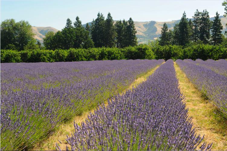 Guess it: #WhereInTheWorld is this beautiful lavender field?