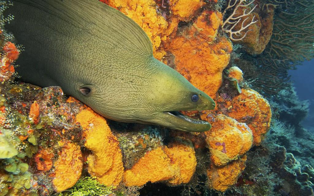 WanderlustersUK's tweet photo. The Most Inspiring Dive Sites On The Riviera Maya http://t.co/eDvORc9zI5 http://t.co/qUmNFmiIJC