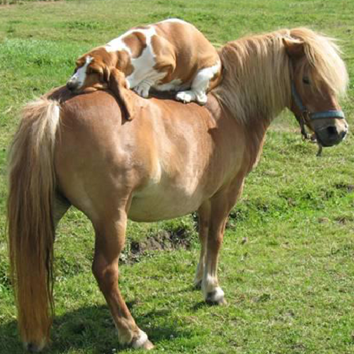 FOTOCURIOSA01's tweet photo. montando el pony http://t.co/fIdy07bglb