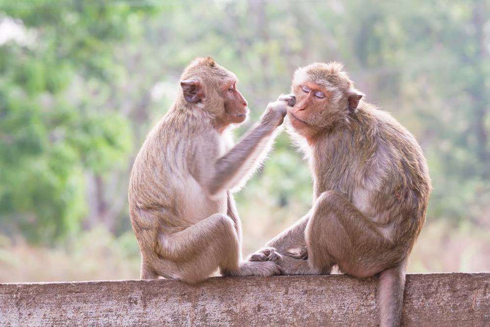 vincentmenezes's tweet photo. Scientists~wire
#ratandmonkeybrains together~to
#buildan
"#organiccomputer"
.@DiscoverMag
http://t.co/h4WkzAycX8
http://t.co/aoQWBXLcqj