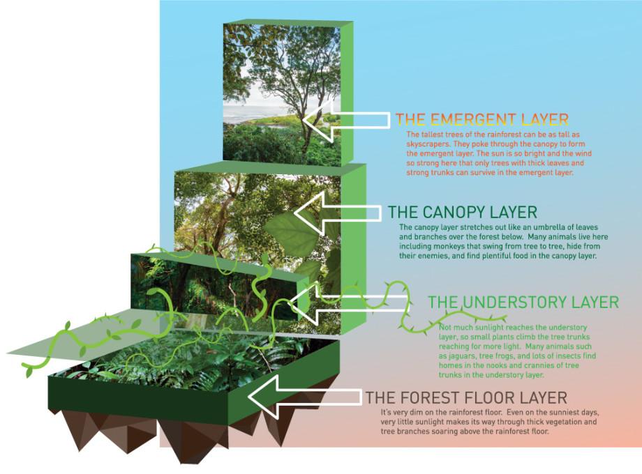 RT_SCUBA's tweet photo. RT @scubamarketing: What Are the Layers of a Rainforest? http://t.co/Q9QsMHjQbe http://t.co/Z42JlNvOS8