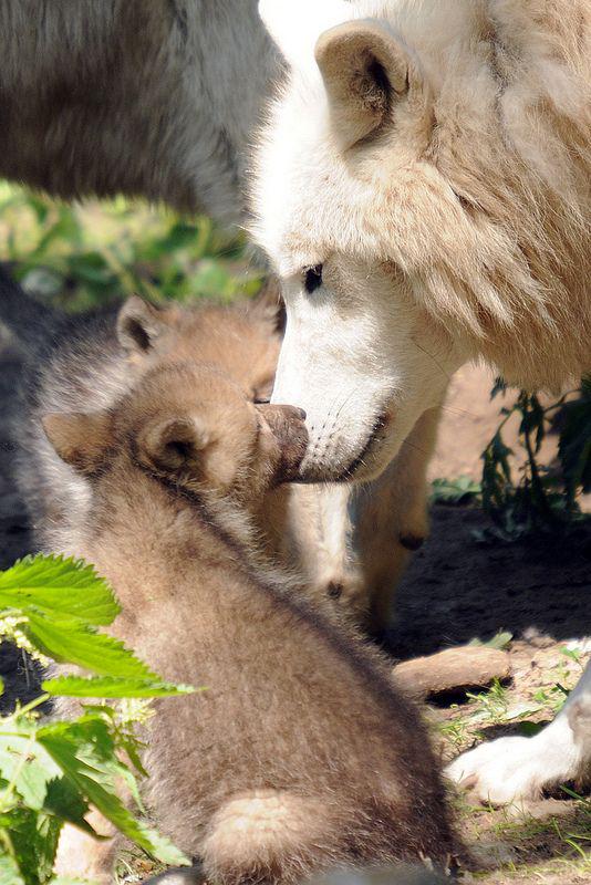 KeepSnapper's tweet image. Tenderness in the wild world.
#animals #cute #learningtobeaphotographer