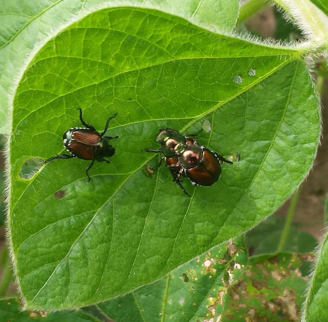 Don't forget to check for these guys in the beans while scouting corn for #Northerncornleafblight . #Japanesebeatles
