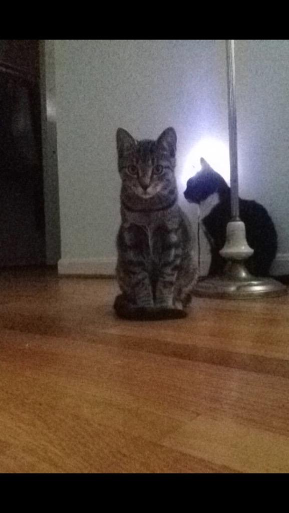 OthersLikeTank's tweet image. Odin and Cerci, both abandoned as kittens! Sweetest cats ever and have yet to scratch a person once! #OthersLikeTank