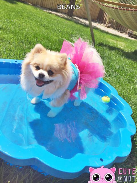 lets have a pool party
