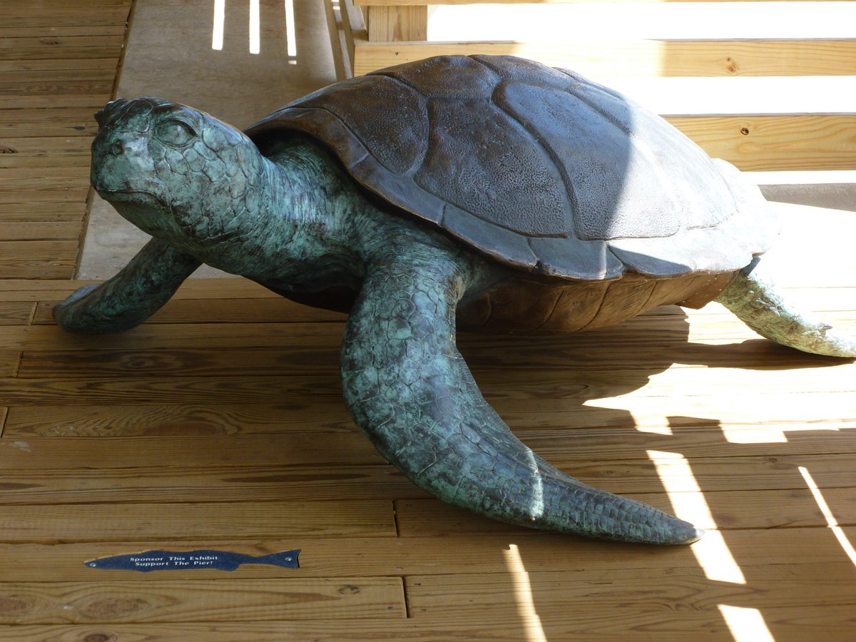 Huge thanks to Bembridge Insurance Agencies for sponsoring our turtle @Jennettes_Pier