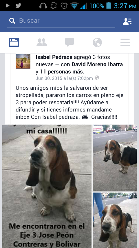 nady12003's tweet photo. @PrrosPerdidosMX @_PatriciaAnaya por si alguien la conoce http://t.co/NR9JIBBLHN