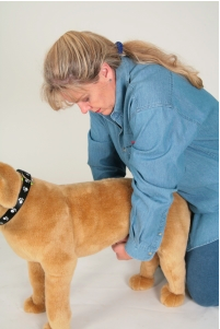PetHub's tweet photo. Do you know pet first-aid? Learn how first-aid can save a lost pet. #preventlostpets
http://t.co/Nh9Zta67ir http://t.co/JoiXgfZ1OM