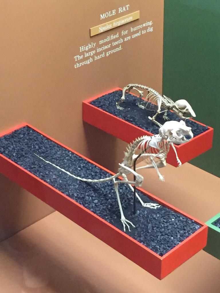 Jerboa skeleton. #metaphor