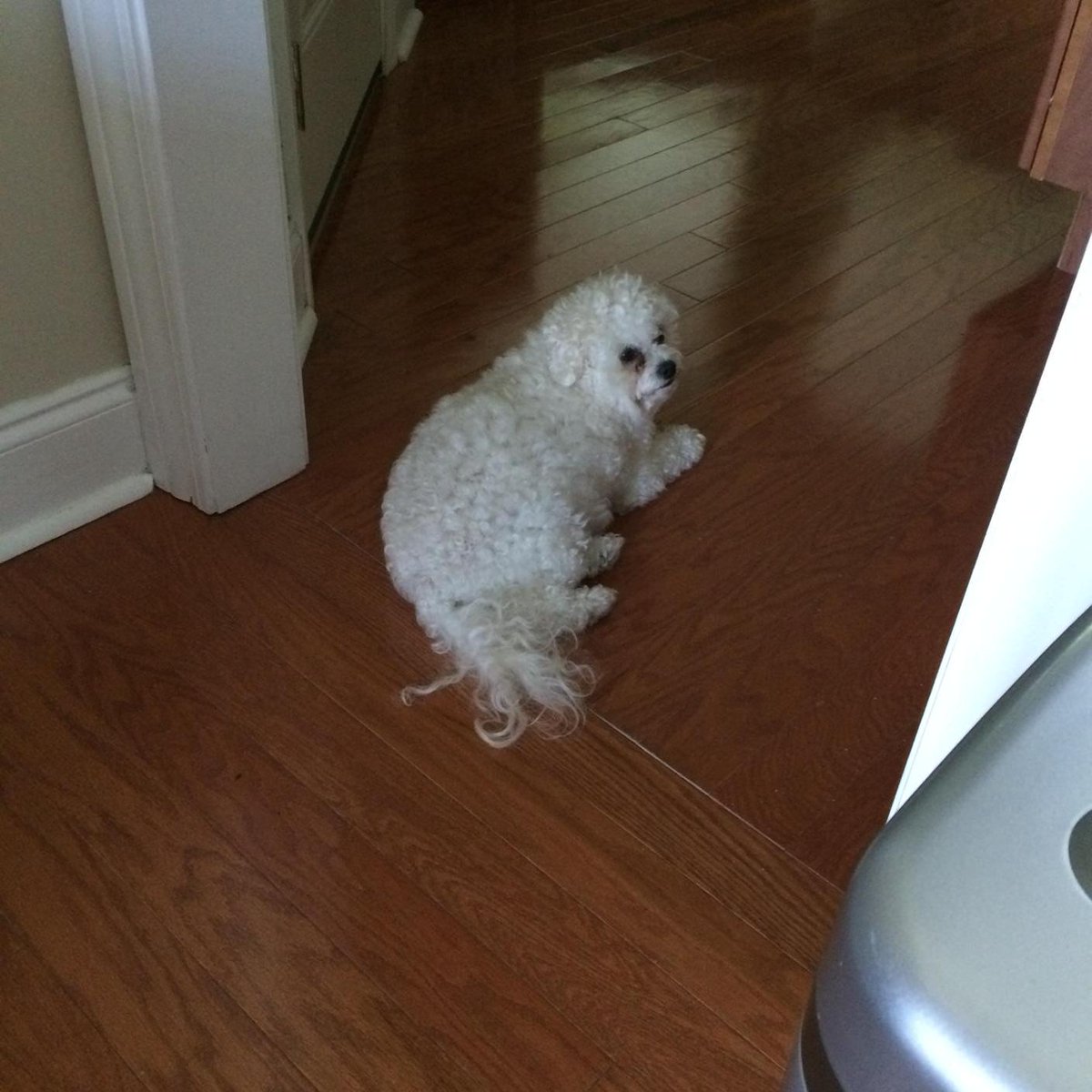 Joe_Daddy_'s tweet photo. @BoonieWest Sophie says the a/c and hardwood feel good after laying by the pool. #CoolingIt http://t.co/BcgmJ8upNj