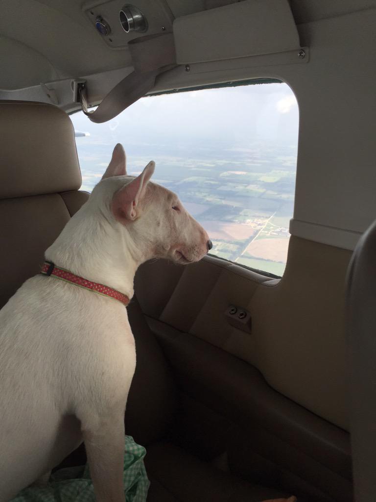 AvaDelcharco's tweet photo. Daisy flying high on her way to Tallahassee 😍 http://t.co/80ig5qZKUL