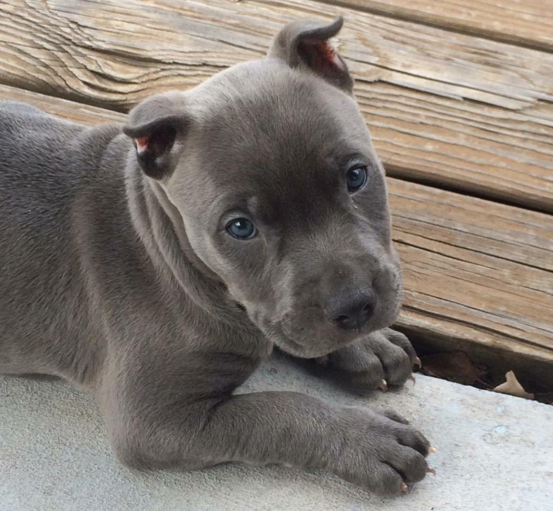 PitbuIIs's tweet image. 