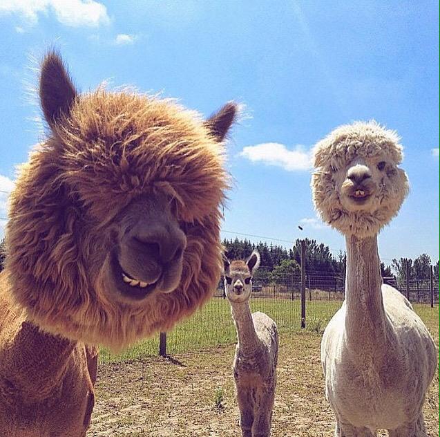thelazyteen's tweet photo. Selfies with the squad like http://t.co/SKBaNOQns0