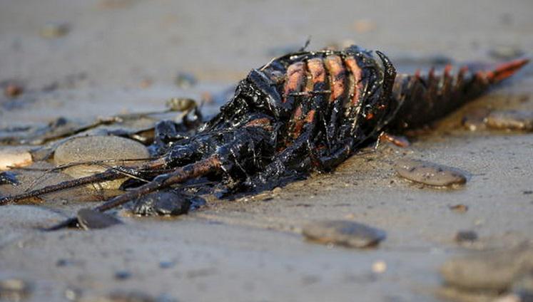 Two months after around 101,000 gallons of oil spills, Calif. beach ready to reopen cbsn.ws/1GcSDXm